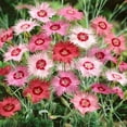 thumbnail image 1 of Outsidepride Dianthus Plumarius Sweetness Ground Cover Seeds, 1 of 4