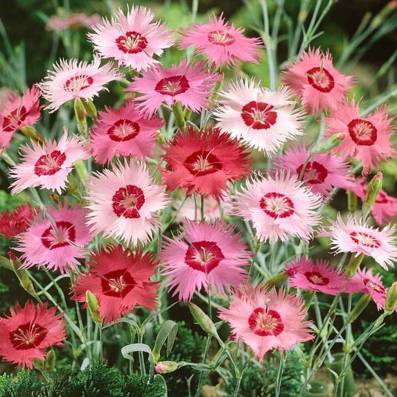 Outsidepride Dianthus Plumarius Sweetness Ground Cover Seeds