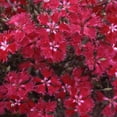 thumbnail image 1 of Outsidepride Dianthus Superbus Red - 10000 Seeds, 1 of 1