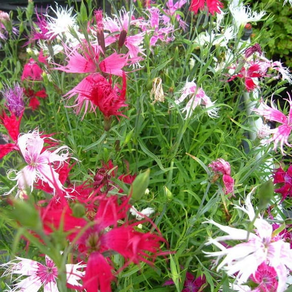 Outsidepride Dianthus Superbus Spooky - 10000 Seeds