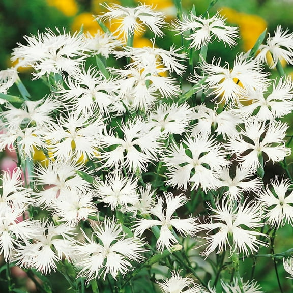 Outsidepride Dianthus Superbus White - 10000 Seeds