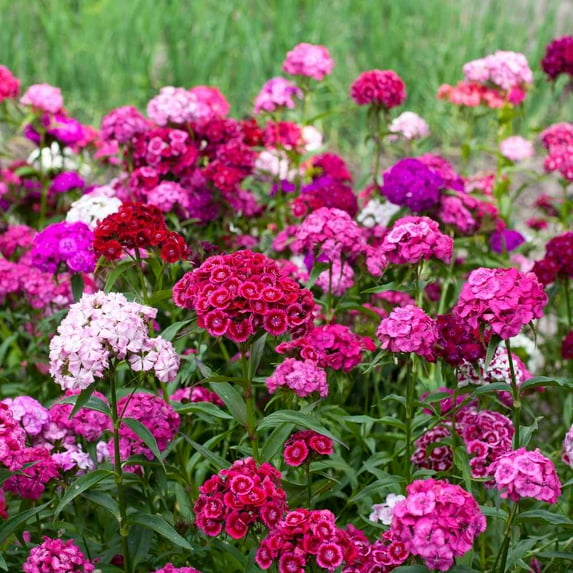 Outsidepride Dianthus Sweet William Wildflower Seed Mix - 1/4 LB