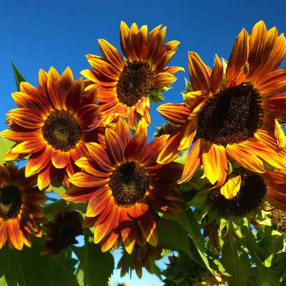 Outsidepride Earthwalker Sunflower - 500 Seeds