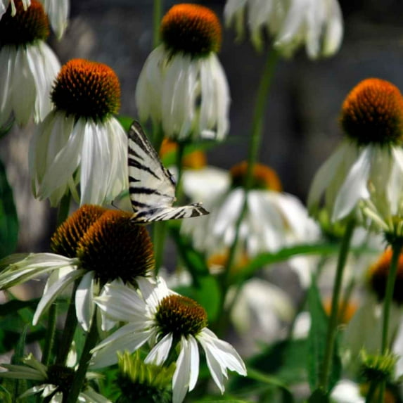 Outsidepride Echinacea White Swan - 1000 Seeds