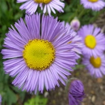 Outsidepride Erigeron Azure Fairy - 2000 Seeds