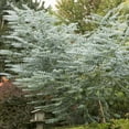 thumbnail image 1 of Outsidepride Eucalyptus Silver Dollar Tree - 50 Seeds, 1 of 2