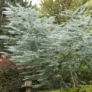 Outsidepride Eucalyptus Silver Dollar Tree - 50 Seeds