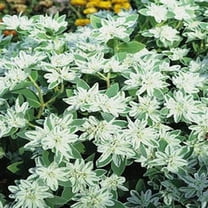 Outsidepride Euphorbia Early Snow - 1000 Seeds