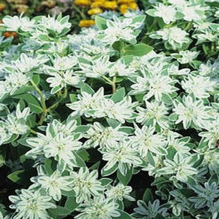 Outsidepride Euphorbia Early Snow - 1000 Seeds