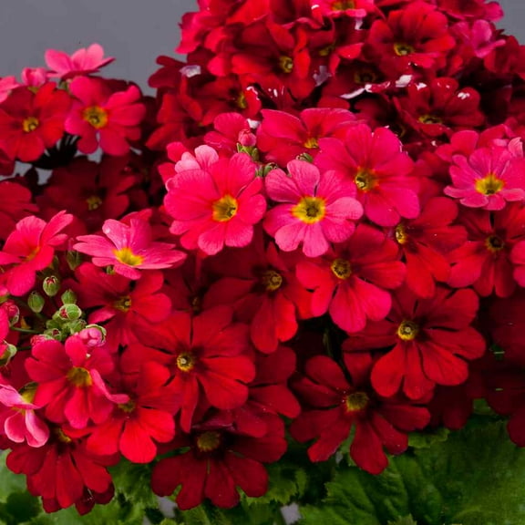Outsidepride Fairy Primrose Crimson - 2000 Seeds