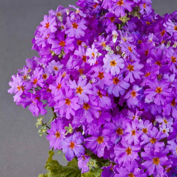 Outsidepride Fairy Primrose Lavender - 2000 Seeds