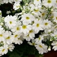 thumbnail image 1 of Outsidepride Fairy Primrose White - 2000 Seeds, 1 of 2