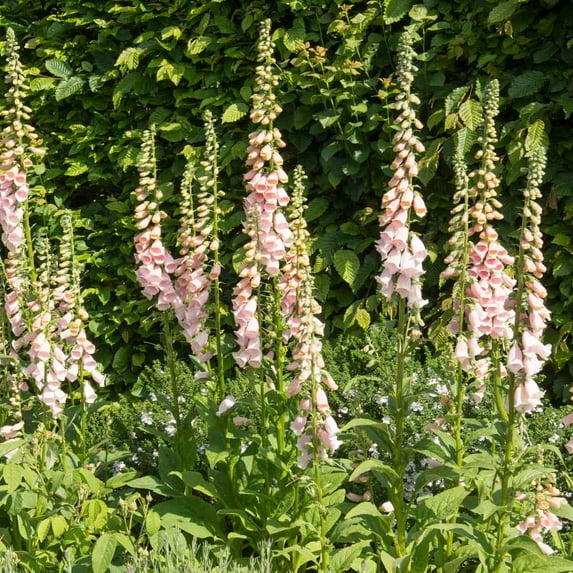 Outsidepride Foxglove Apricot - 10000 seeds
