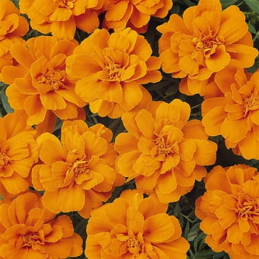 French Marigold Seeds – Tagetes Patula Durango Mix – 20 Seeds – Florist Choice