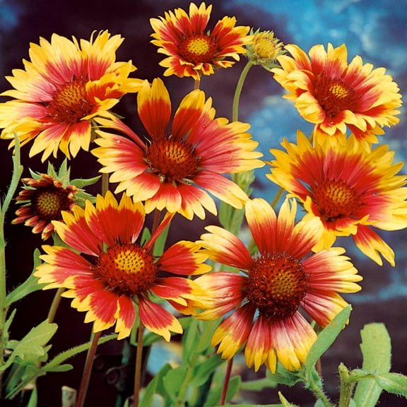 Outsidepride Gaillardia Aristata Bremen - 2000 Seeds