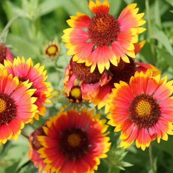Outsidepride Gaillardia Aristata Seed - 1/4 LB