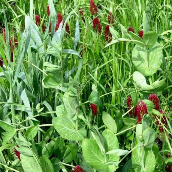 Outsidepride Gardenway Cover Crop Seed - 10 LB