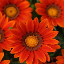 Outsidepride Gazania Garden Leader Bronze - 200 seeds