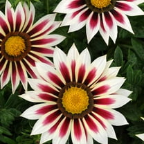 Outsidepride Gazania Garden Leader Rose Striped - 50 seeds
