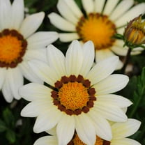 Outsidepride Gazania Garden Leader White - 50 seeds