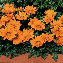 Outsidepride Gazania Kiss Orange - 50 seeds