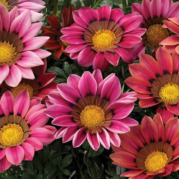 Outsidepride Gazania Kiss Rose - 50 seeds