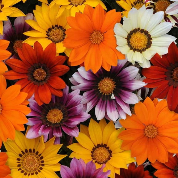 Outsidepride Gazania New Day Mix - 50 Seed Count