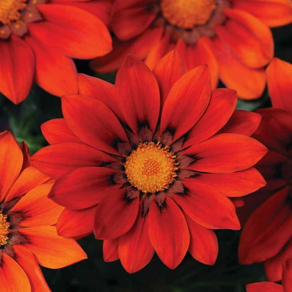 Outsidepride Gazania Red Shades - 50 seeds