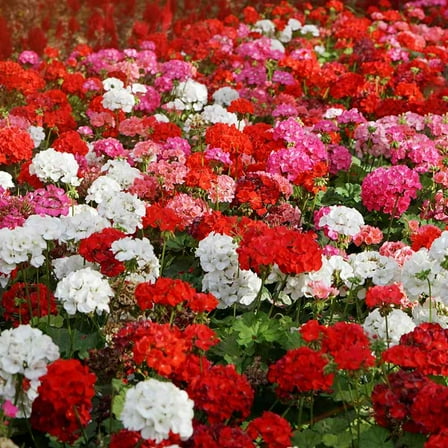 Outsidepride Geranium Flower Seed Mix - 200 Seeds