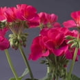 thumbnail image 1 of Outsidepride Geranium Violet - 50 Seeds, 1 of 2