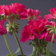 Outsidepride Geranium Violet - 50 Seeds