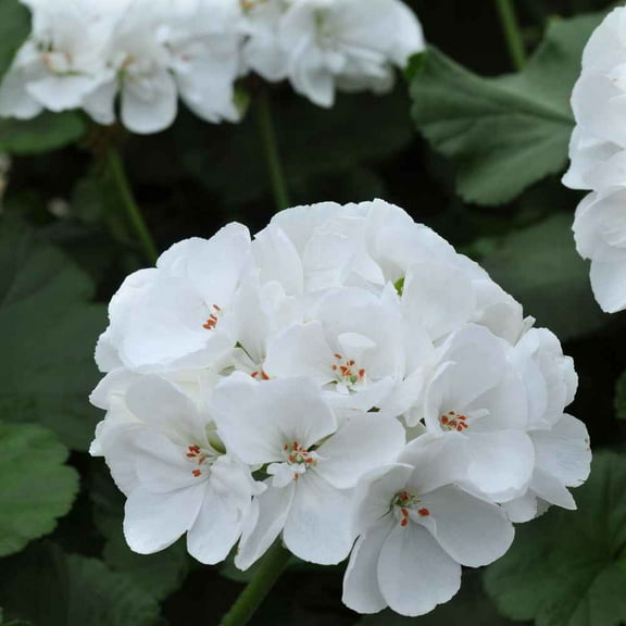 Outsidepride Geranium White - 50 Seeds
