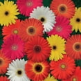 thumbnail image 1 of Outsidepride Gerbera Daisy ColorBloom Flower Seed Mix - 20 Seeds, 1 of 1