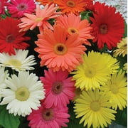 Outsidepride Gerbera Daisy Flower Seed Mix - 200 Seeds