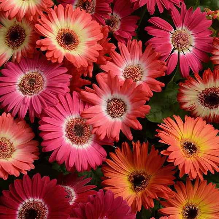 Outsidepride Gerbera Daisy Revolution Bicolor Flower Seed Mix - 20 Seeds -  Walmart.com