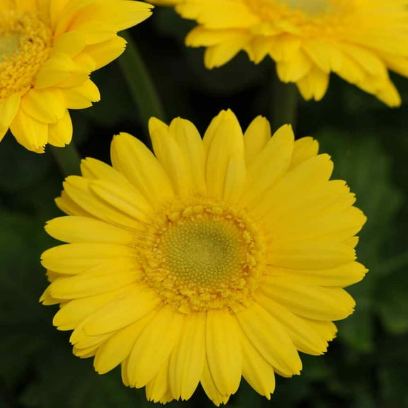 Outsidepride Gerbera Golden Yellow - 20 seeds