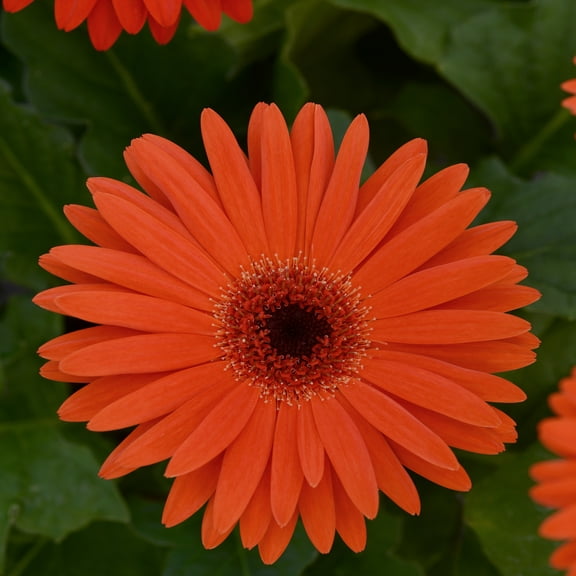 Outsidepride Gerbera Pastel Orange - 20 seeds