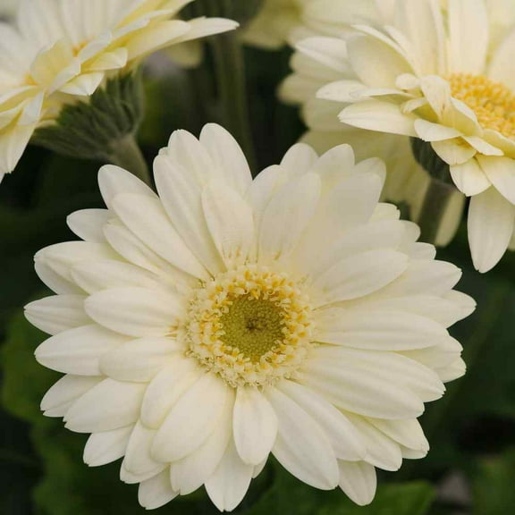 Outsidepride Gerbera Vanilla - 20 seeds