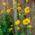 thumbnail image 1 of Outsidepride Geum Lady Stratheden - 2000 Seeds, 1 of 2
