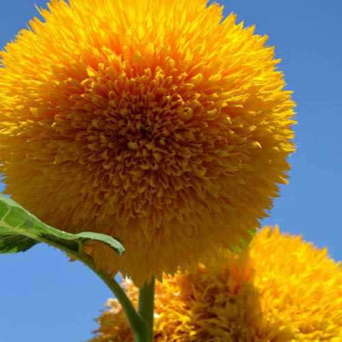 Outsidepride Giant Sunflower Flower Seed - 1000 Seeds