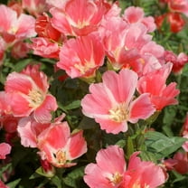 Outsidepride Godetia Orange - 10000 Seeds