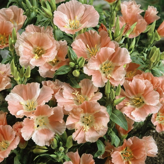 Outsidepride Godetia Sybil - 10000 Seeds