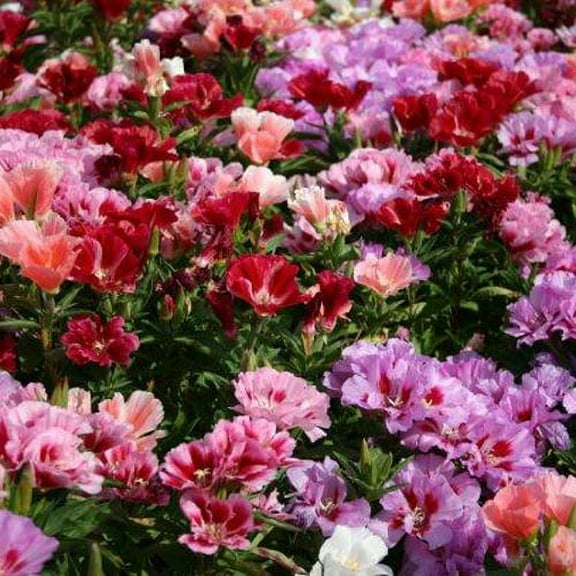 Outsidepride Godetia Tall Mix - 10000 Seeds