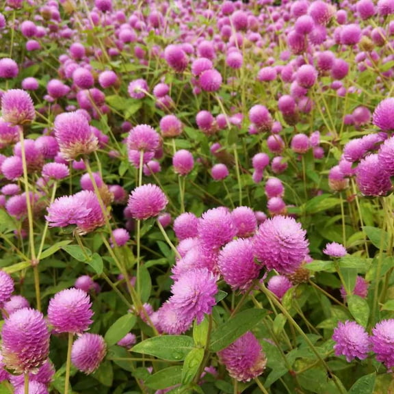 Outsidepride Gomphrena Rose - 2000 Seeds