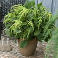thumbnail image 1 of Outsidepride Green Amaranthus Plants - 10000 Seeds, 1 of 1