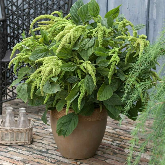 Outsidepride Green Amaranthus Plants - 10000 Seeds