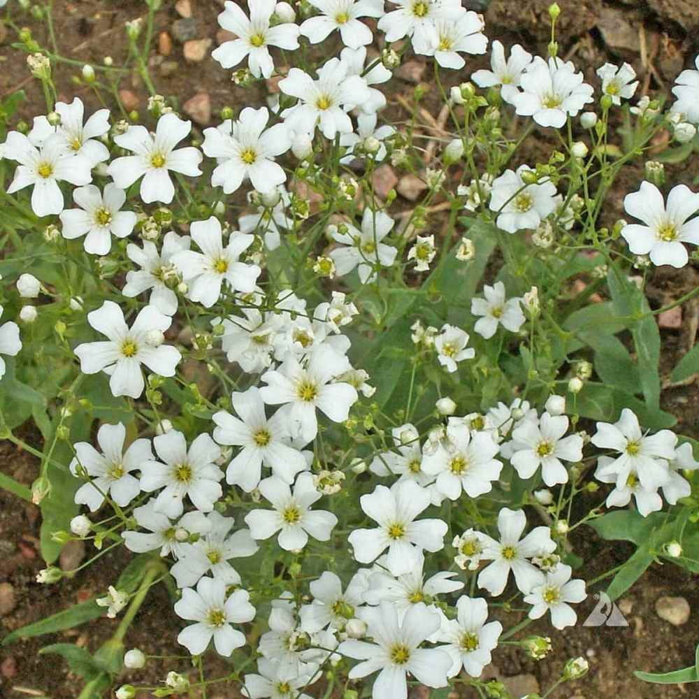Outsidepride Gyposophila Elegans Baby's Breath Flower Seed - 1 LB