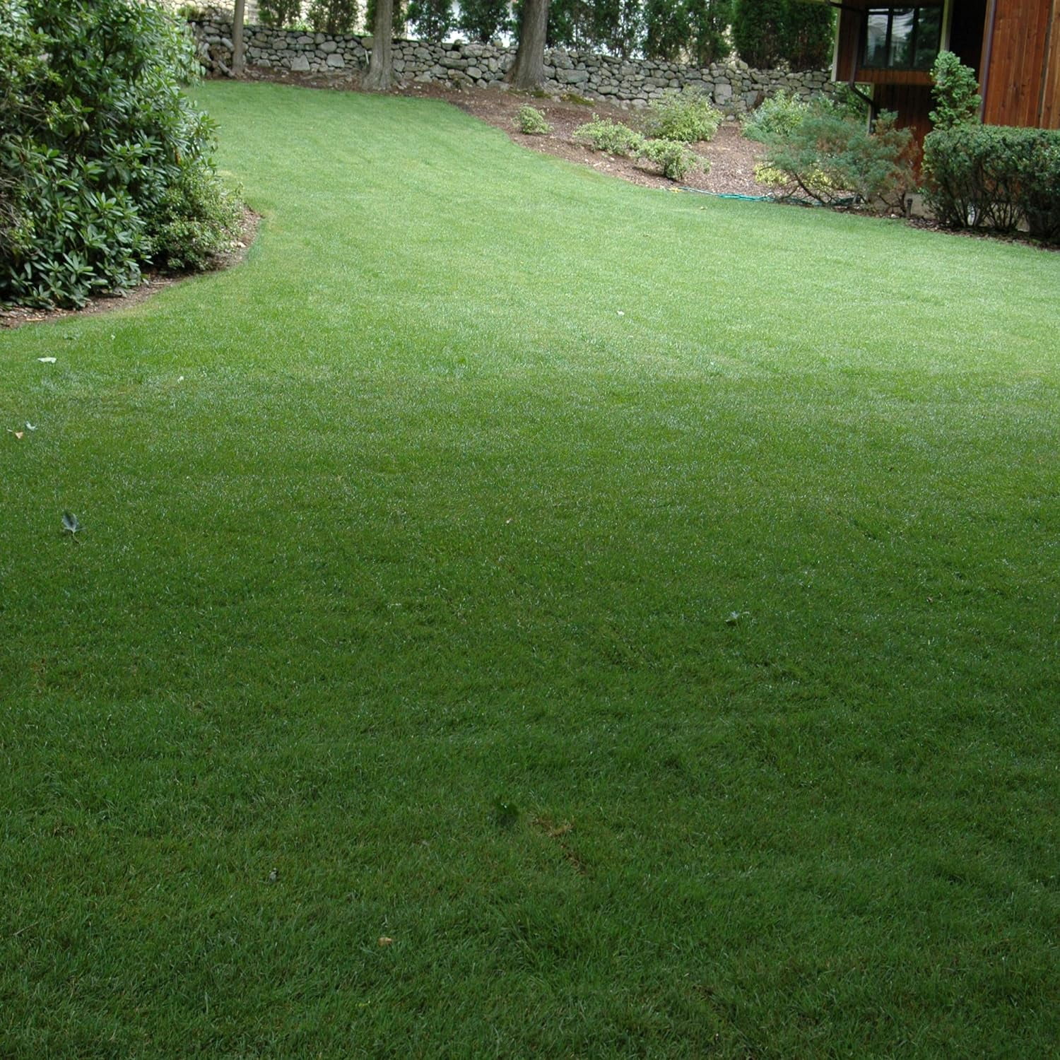 Outsidepride Heat & Drought Tolerant Hybrid Bluegrass Lawn Grass Seed, 10 lbs
