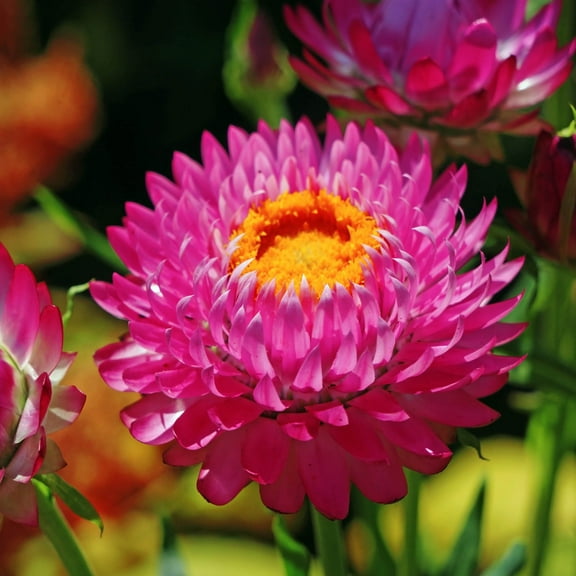Outsidepride Helichrysum Purple-red - 10000 Seeds