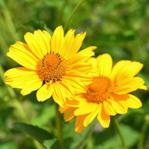 Outsidepride Heliopsis Summer Sun - 2000 Seeds